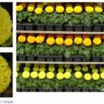 Профессиональный посадочный материал,опт и розница.