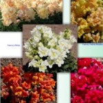 Профессиональный посадочный материал,опт и розница.