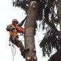 Удаление спил деревьев в Щёлковском районе и Щёлково