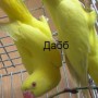Попугаи от заводчика