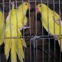 Попугаи от заводчика