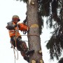 Удаление, спил деревьев в Щёлковском районе и Щёлково