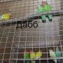Попугаи от заводчика