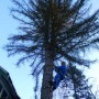 Спилить,удалить дерево в Щелковском районе.