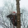 Удаление деревьев в московской области