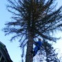 Спилить,удалить дерево на участке в Щелково,Щелковском районе