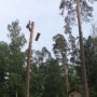 Спилить,удалить дерево на участке в Щелково,Щелковском районе
