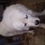 Найдена собака маремма-абруццкая