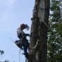Спилить удалить дерево на участке в Щёлковском районе