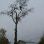 Удалить пни,спилить дерево,расчистить участок в Щелковском районе.