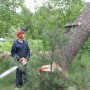 Удалить пни,спилить дерево,расчистить участок в Щелковском районе.